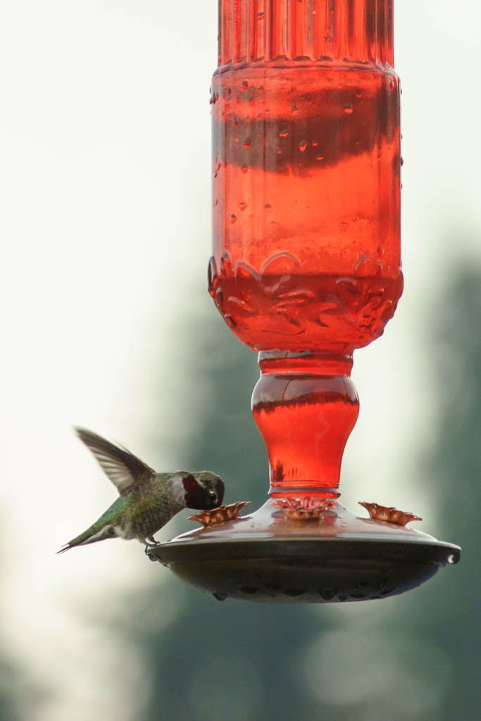 hummingbirds1216-9054