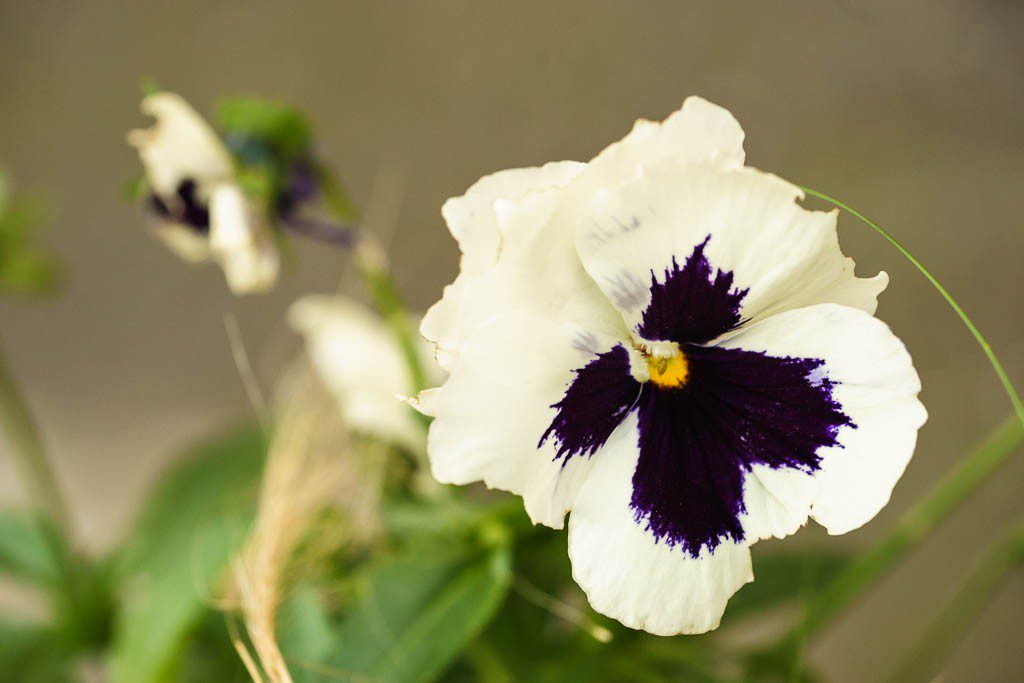 Pansies