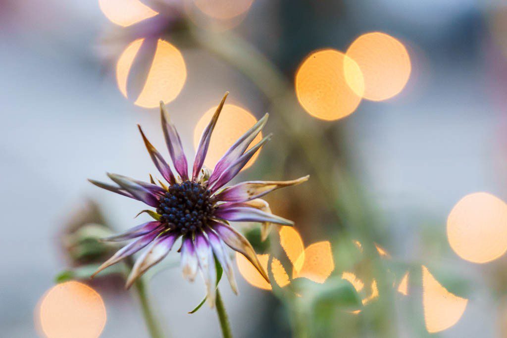 Flower with christmas lights behind it.