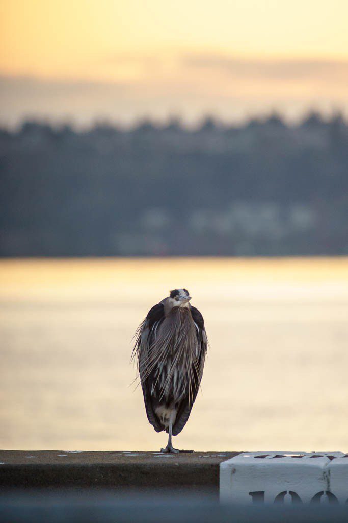 Blue heron perched on the wall