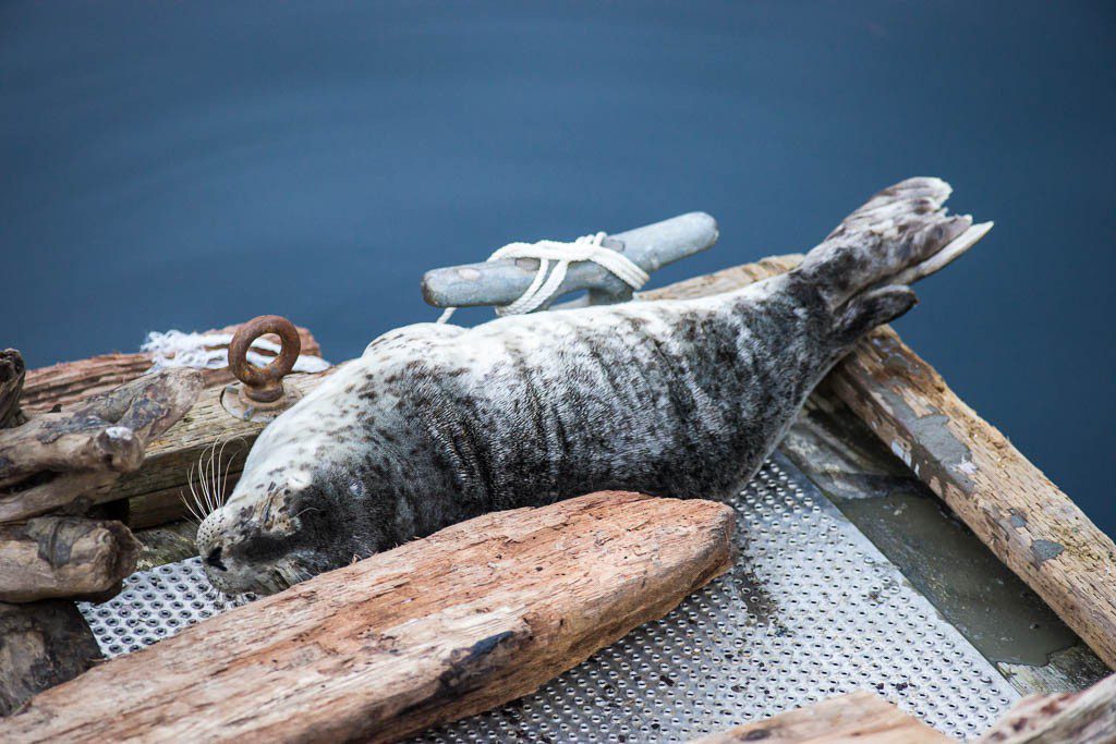 Sleeping baby seal