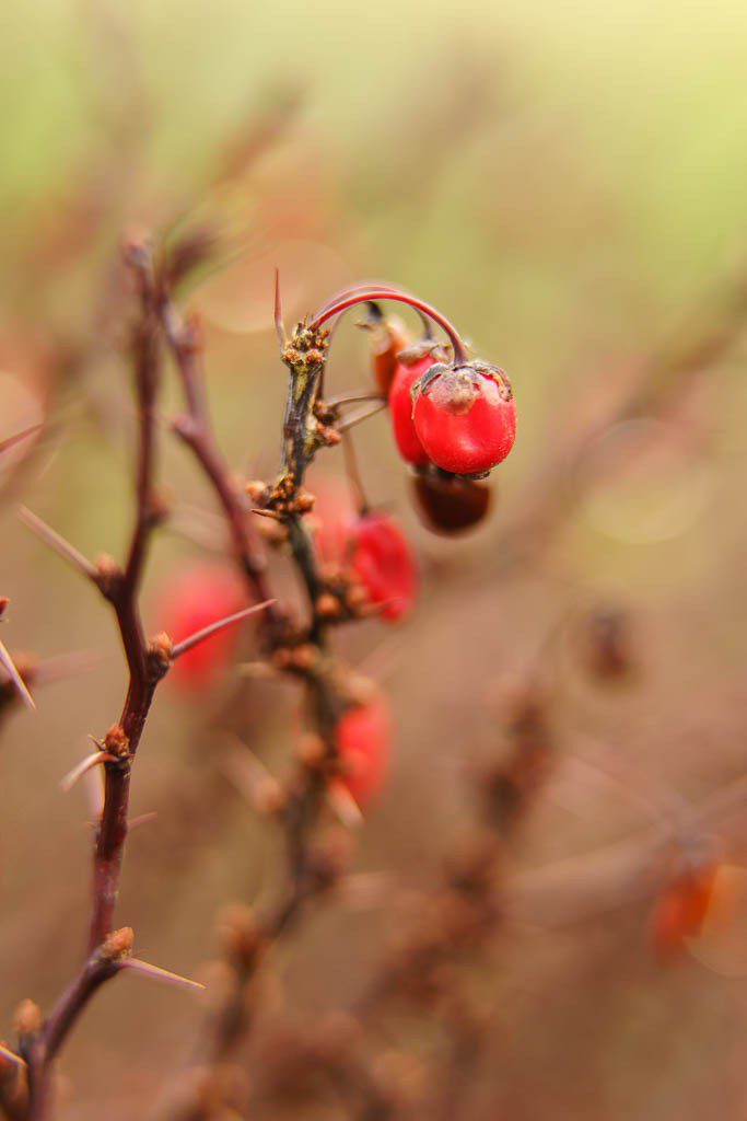 Red berries out in the yard.  The nature photos are my favorite.