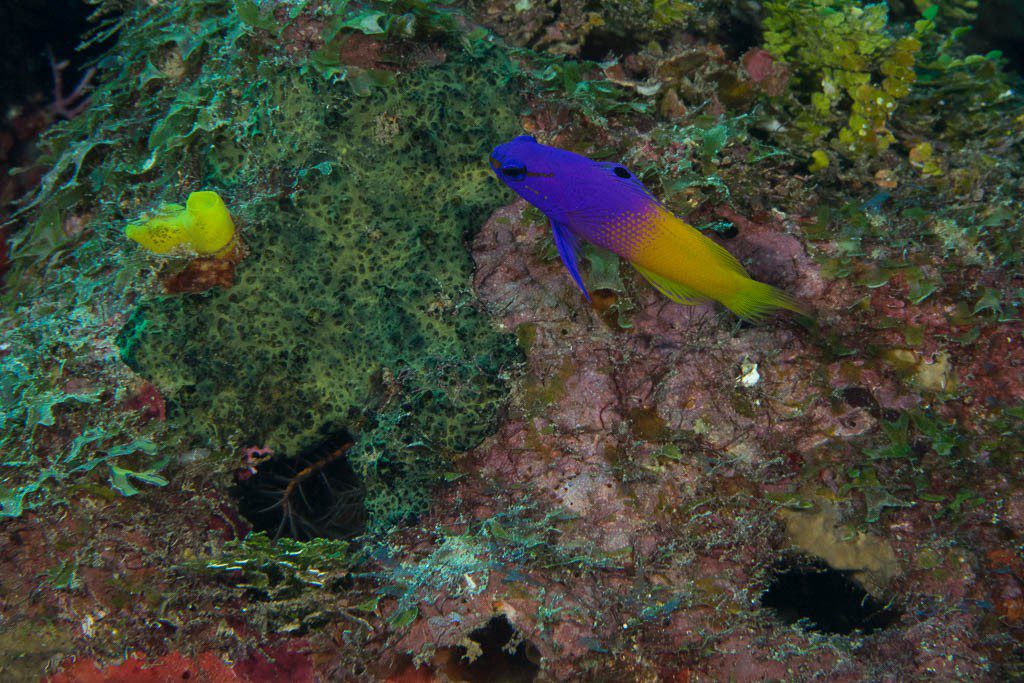 Finally got a shot of this little purple/yellow fish