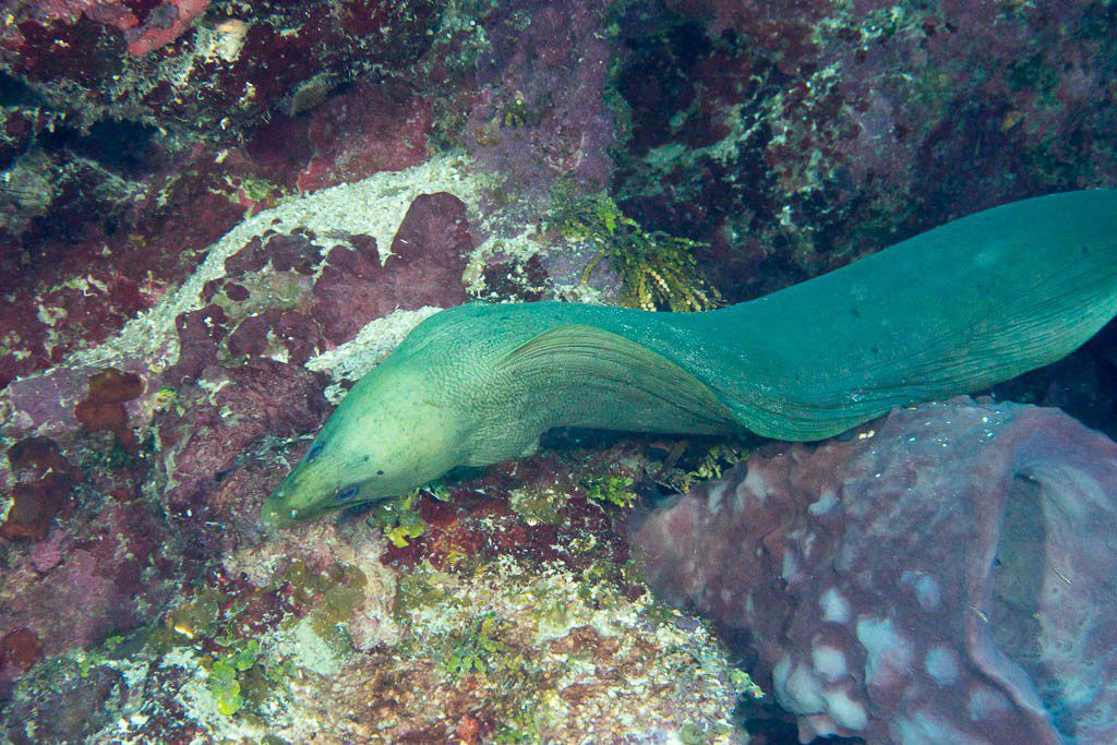 Moray eel! Another one!