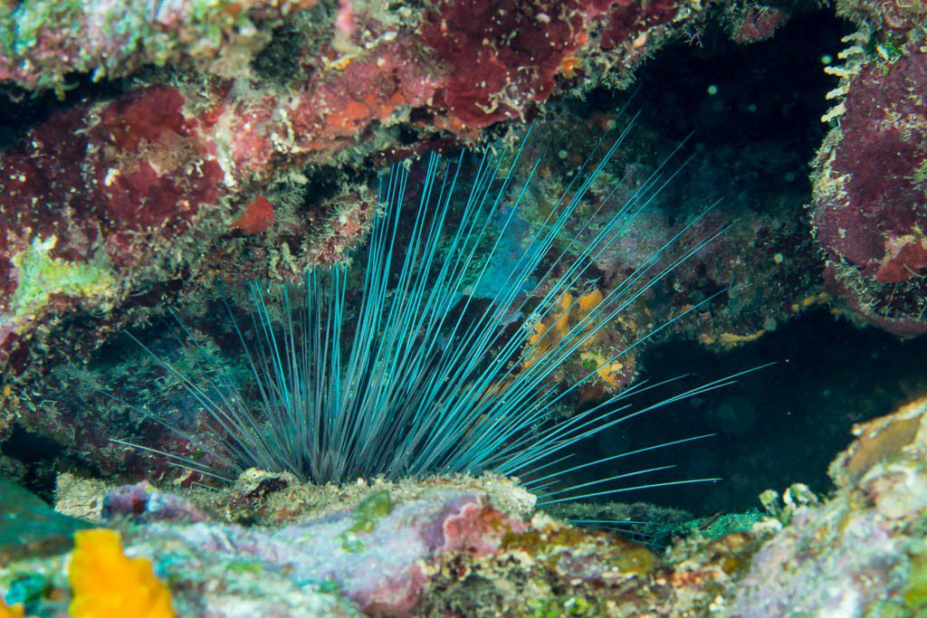 Sea urchin hiding under the rocks