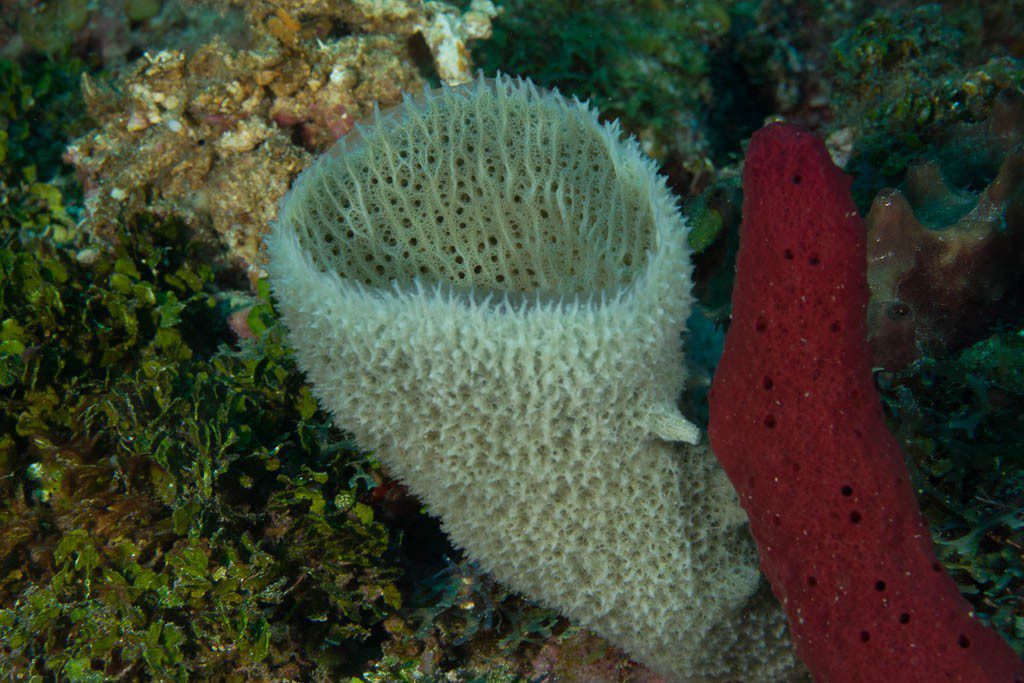 Underwater foliage