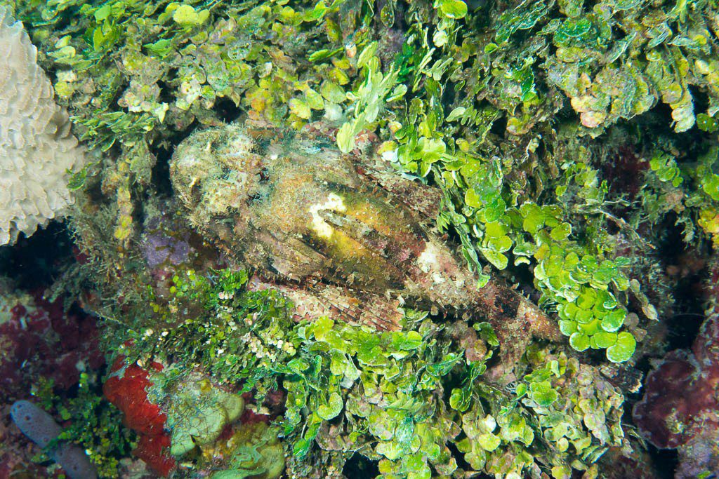 Scorpionfish. Looks like the fish we have at home!