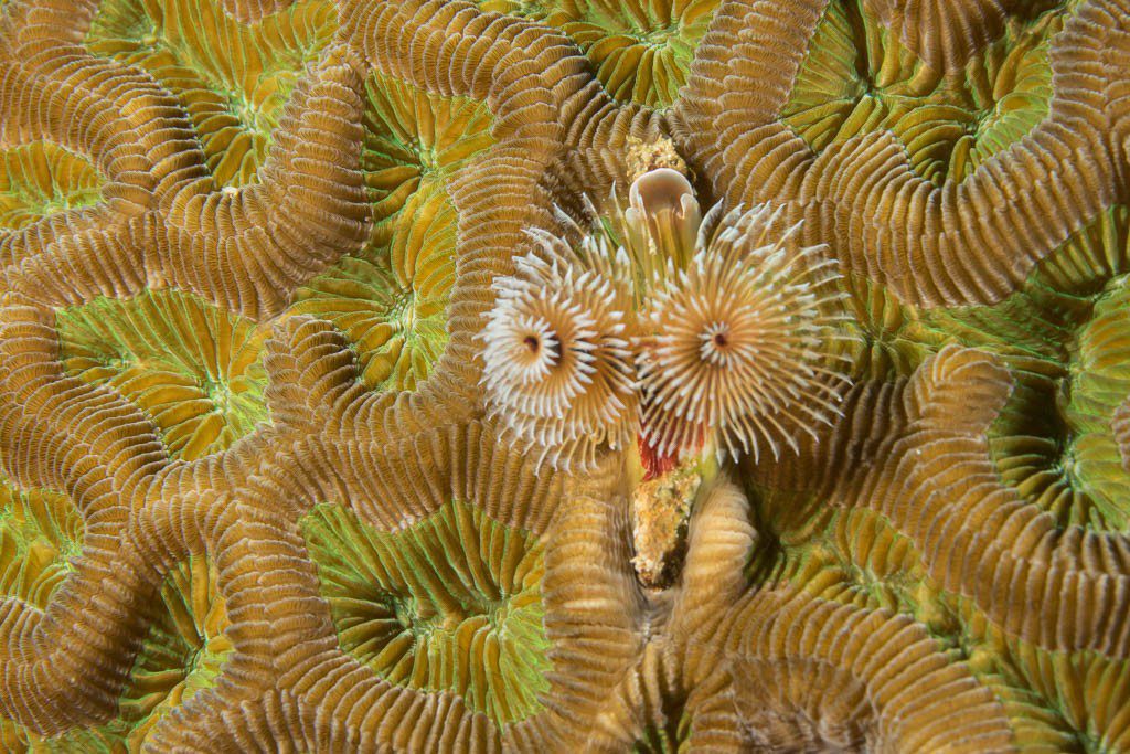 Spiral on coral.