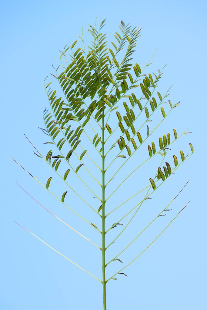 Leaves on a tree