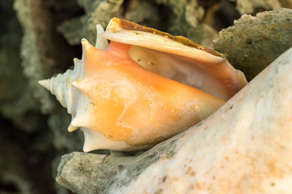 Conch shell