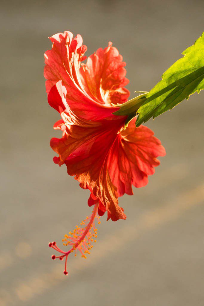 Hibiscus