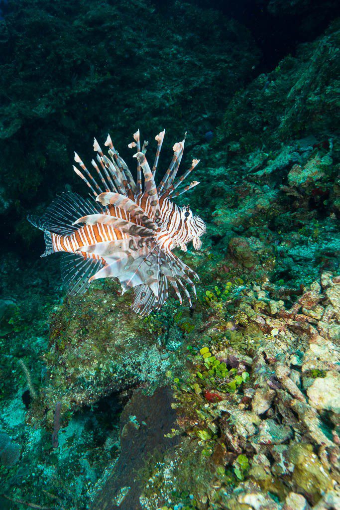 Lionfish, cause Jason knows I love them