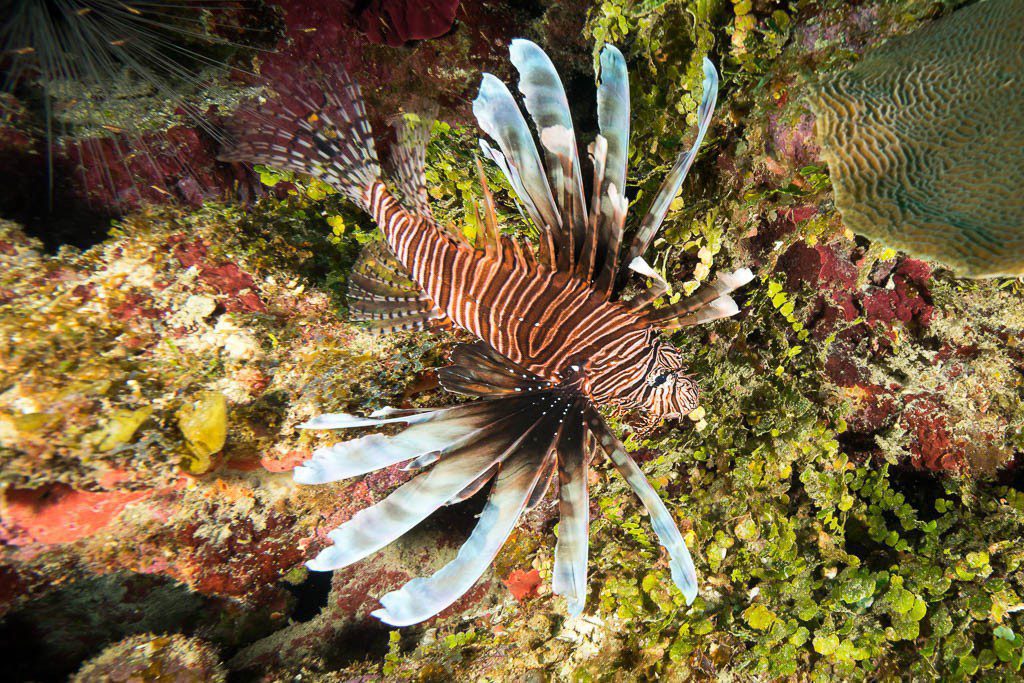 Another lionfish