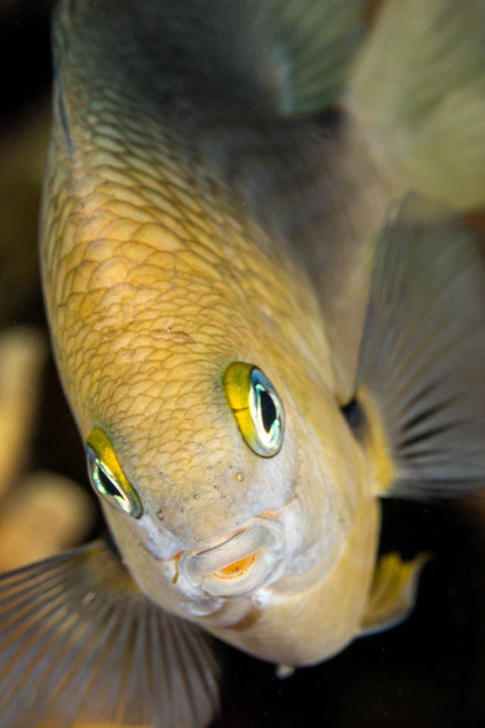 Damselfish portrait