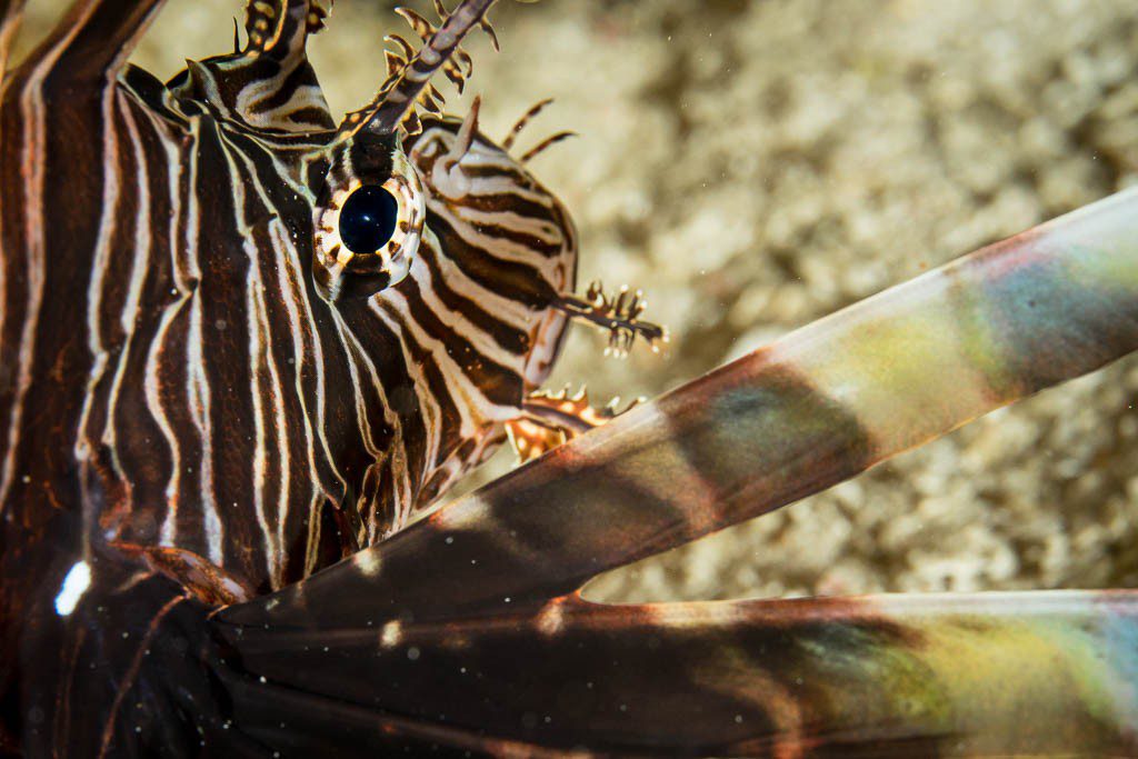 Closeup of a lionfish