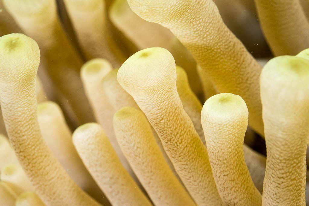 Macro of an anemone