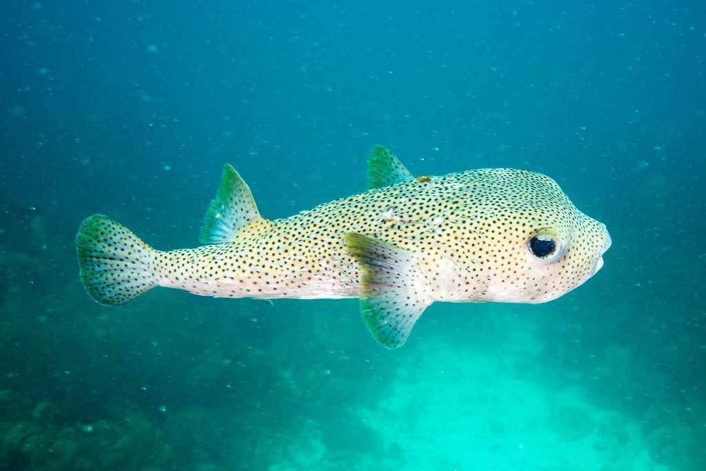 This puffer fish was at least a foot long! HUGE!