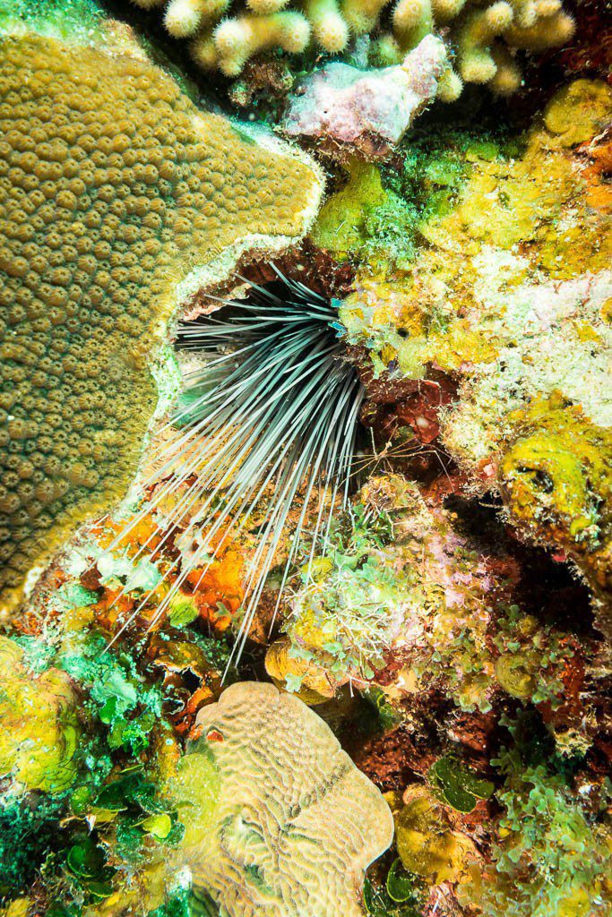 Sea urchin. There were tons of these up in the shallow water by the resort