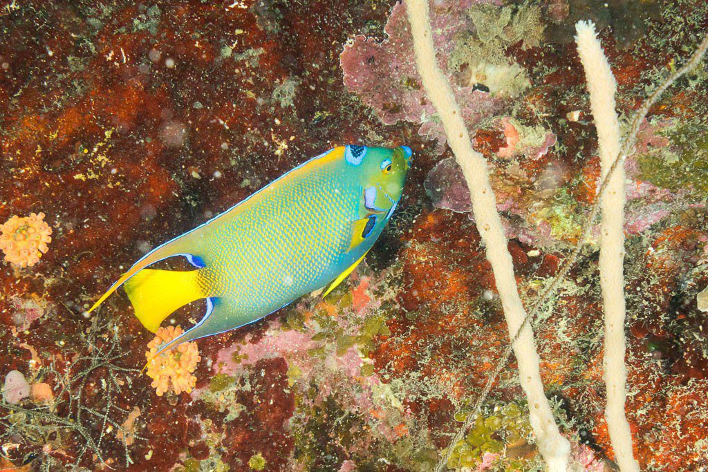 Terrible photo of an angelfish