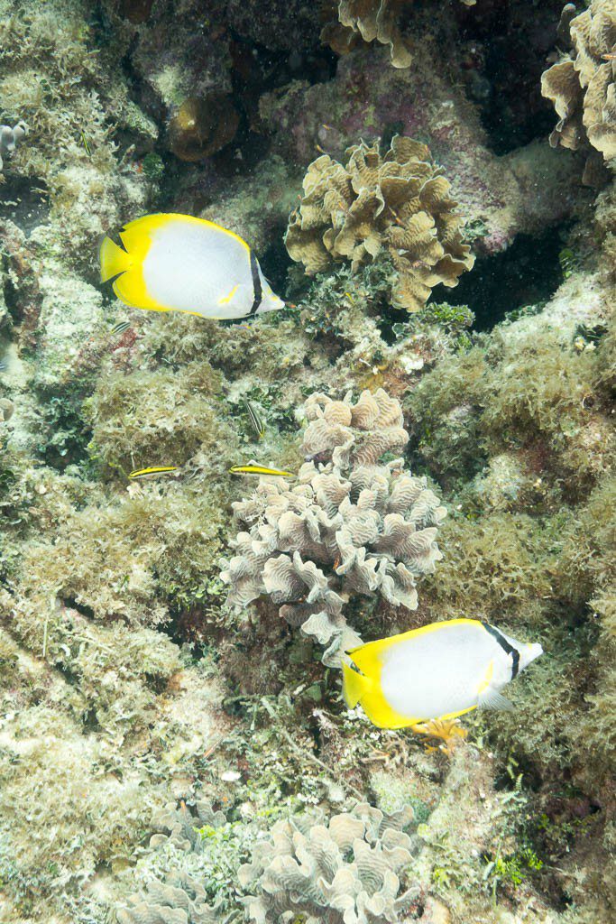 Pair of butterfly fish