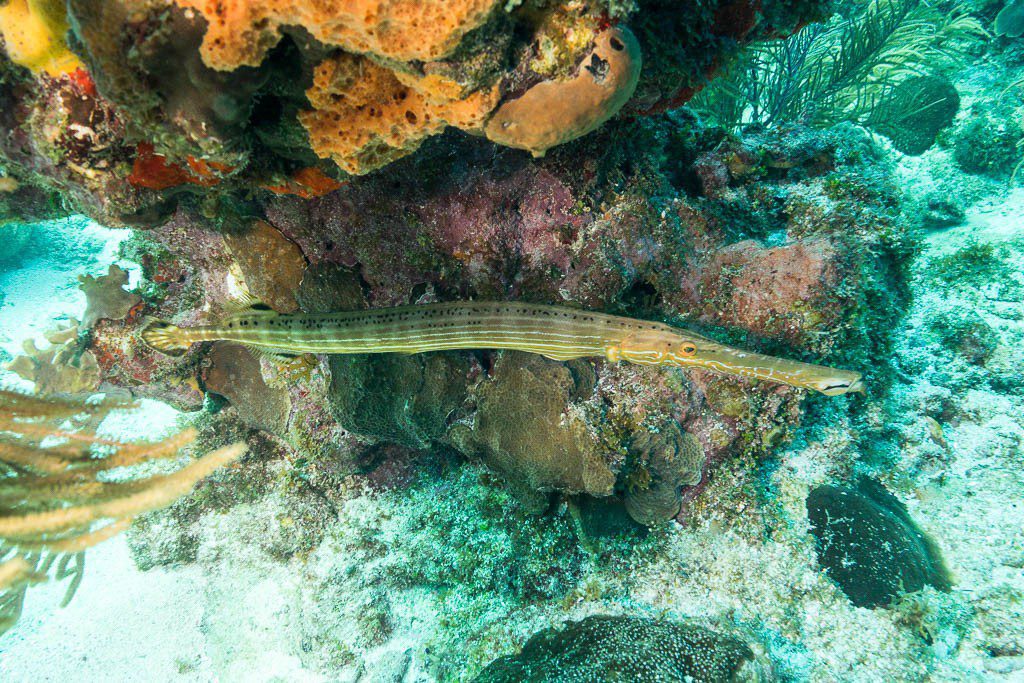 Pipefish I think