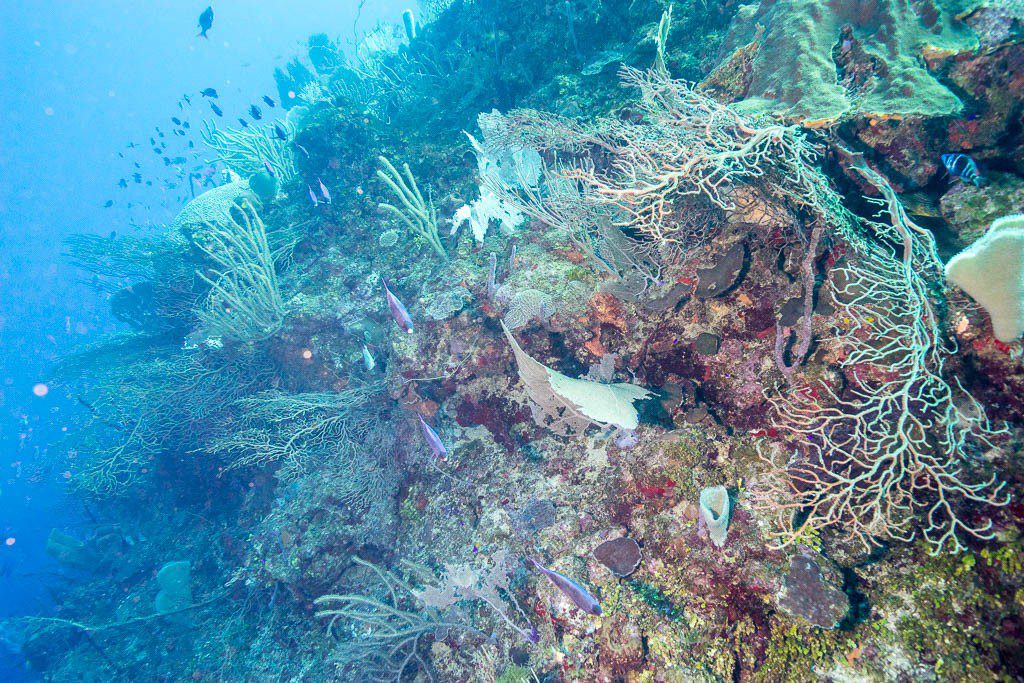 Line of fish swimming away