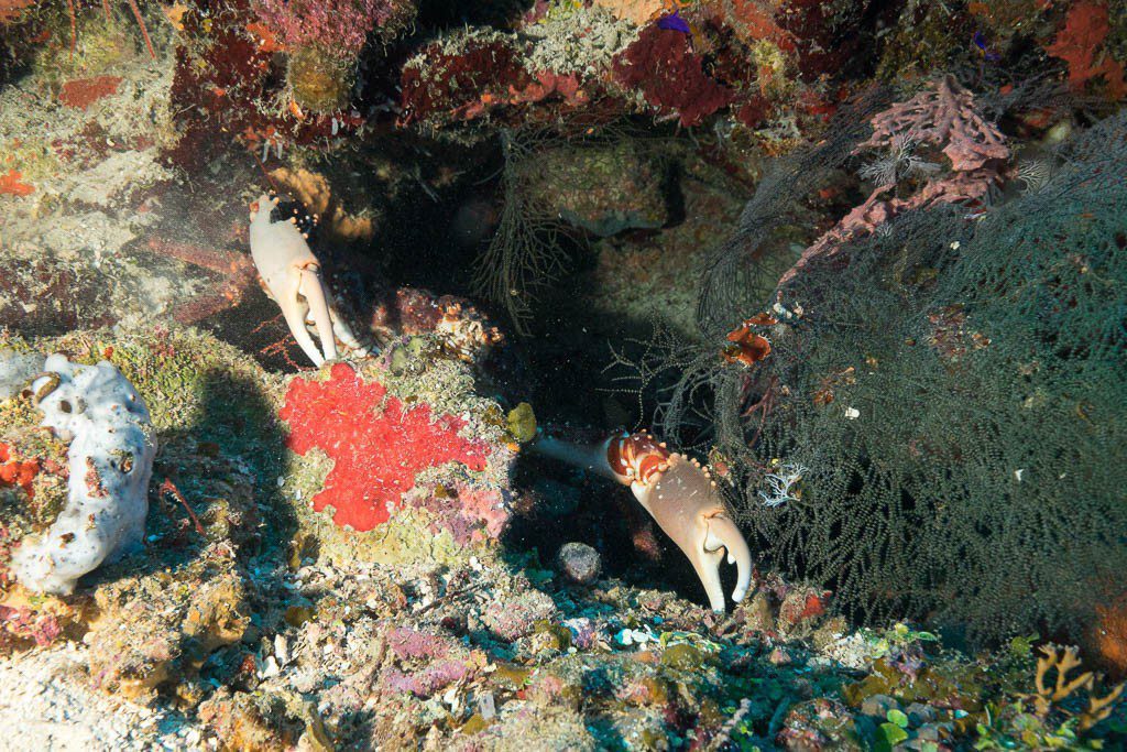 Crab hiding in the rocks