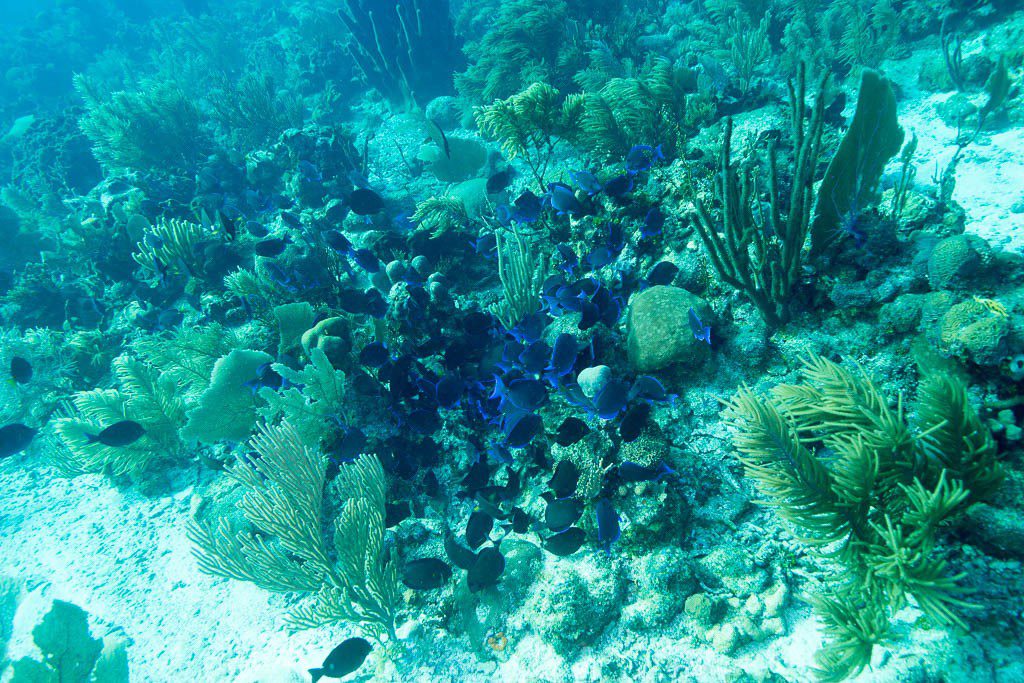 Giant school of Dory fish eating something