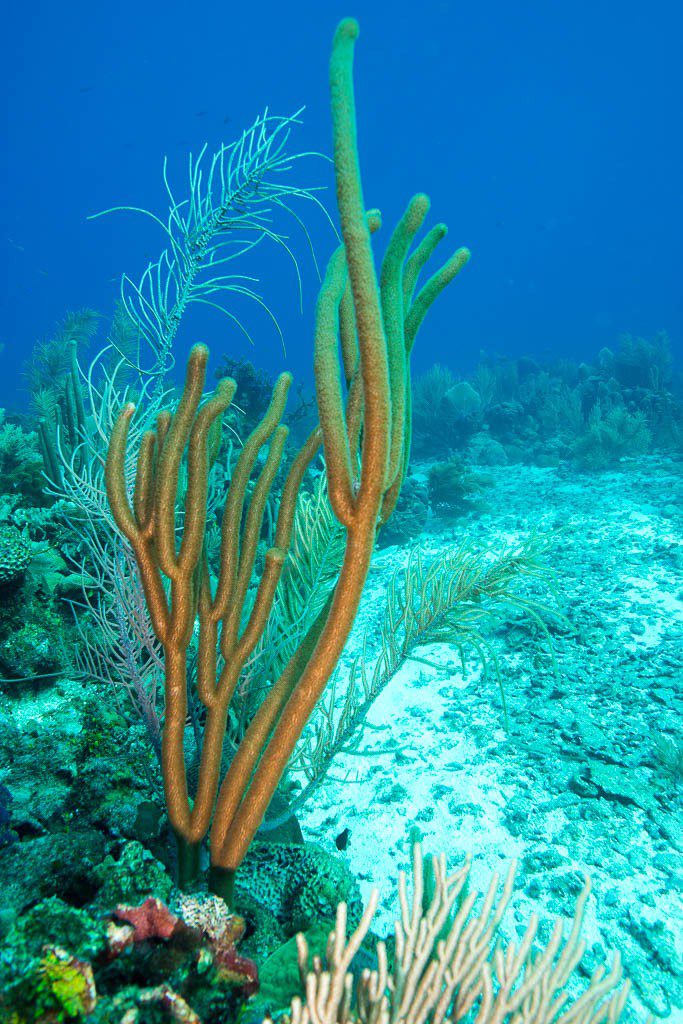 Looks like an underwater cactus