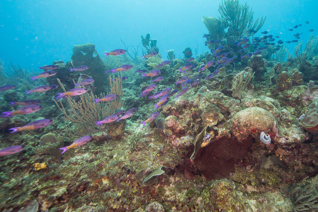 School of fish swimming by