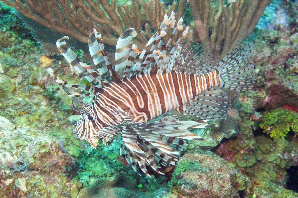 Lionfish