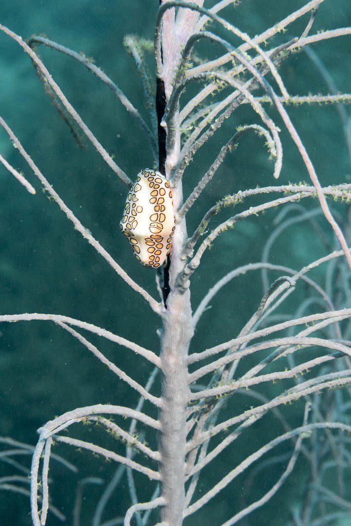 Nudibranch