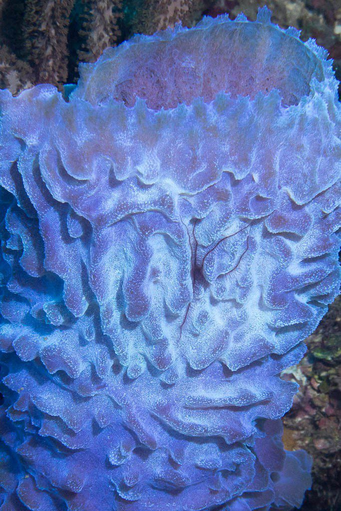 Detail of a coral thingie