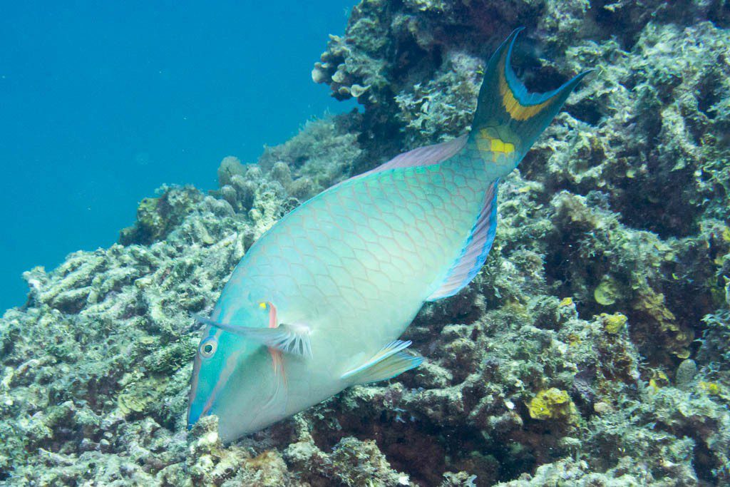 Parrotfish