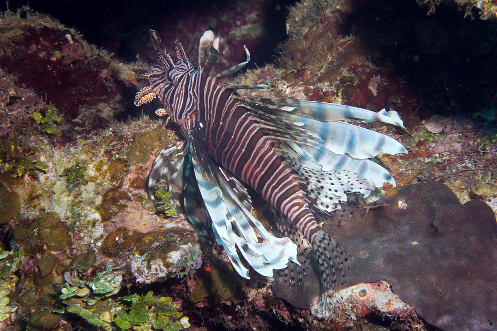 Another lionfish