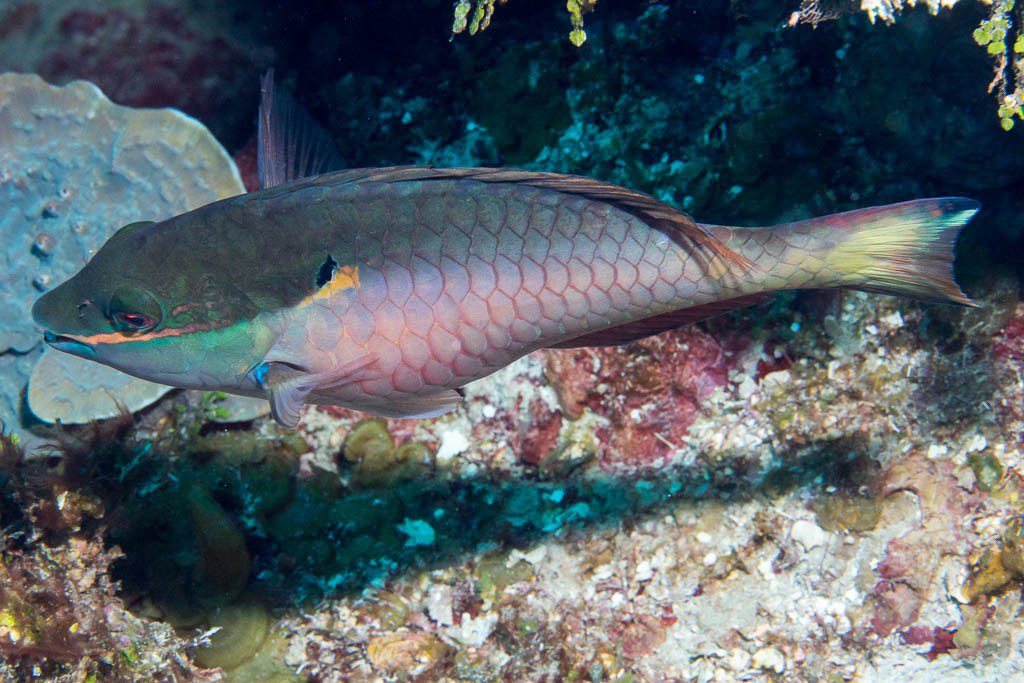 Colorful parrotfish