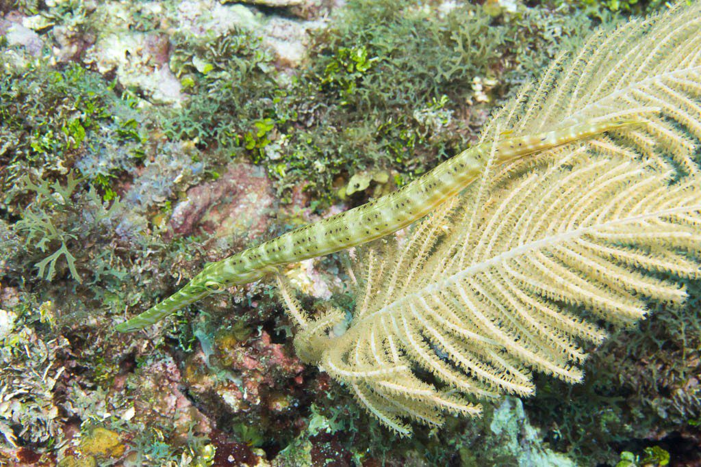 Pipefish