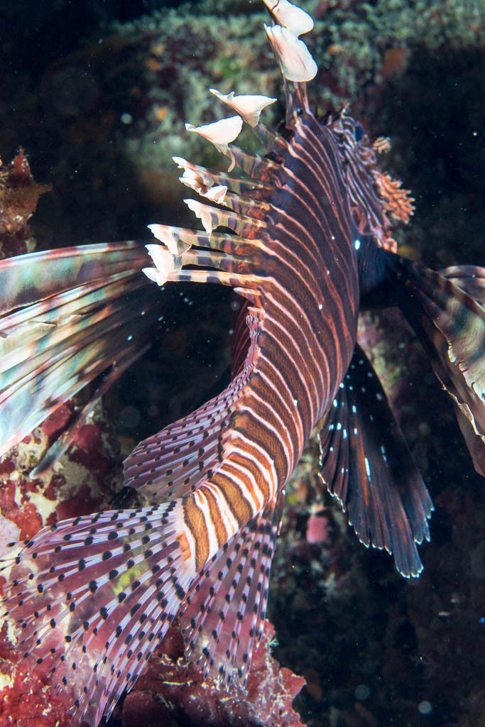 Lionfish