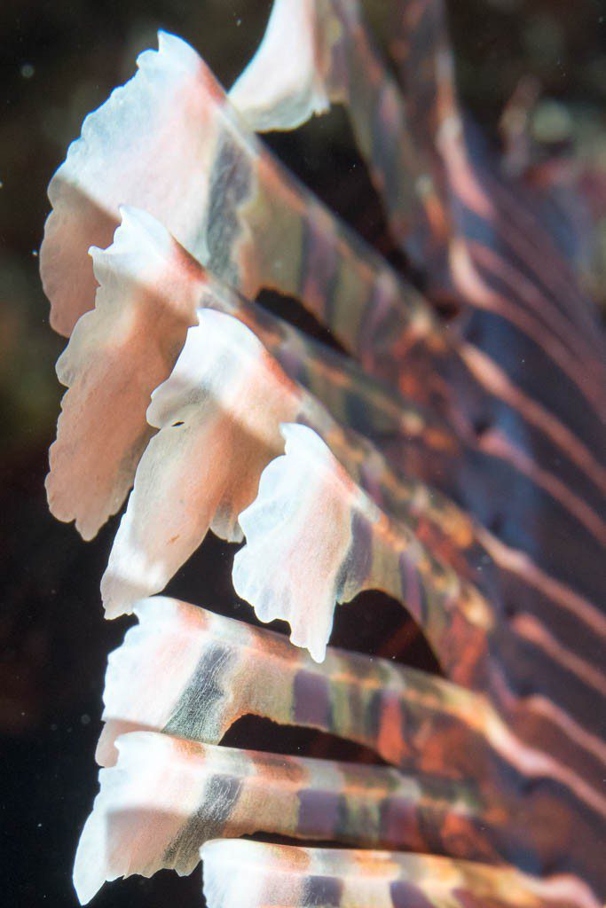 Detail of lionfish spines