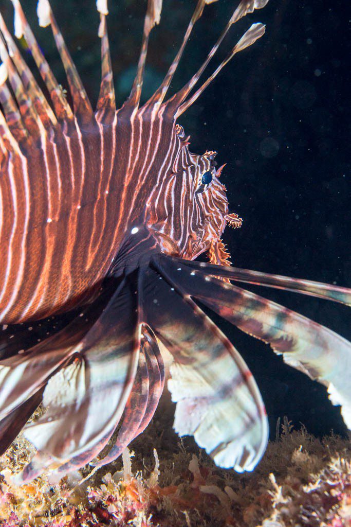 Lionfish