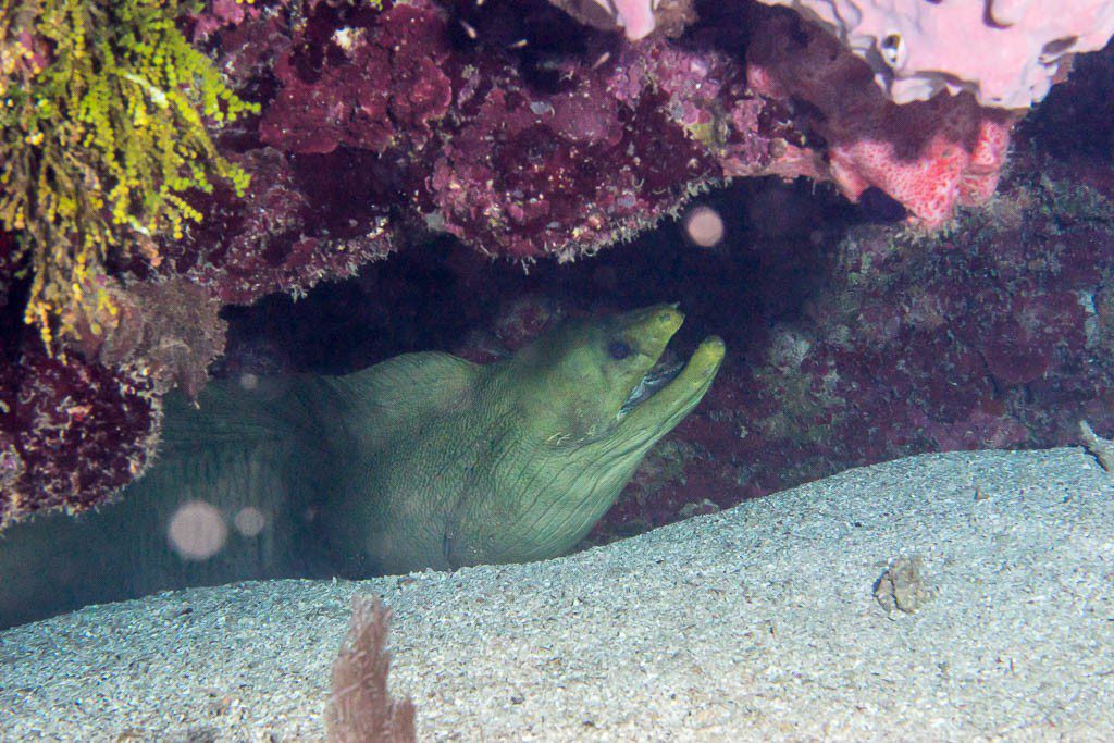 Bad photo of a moray eel