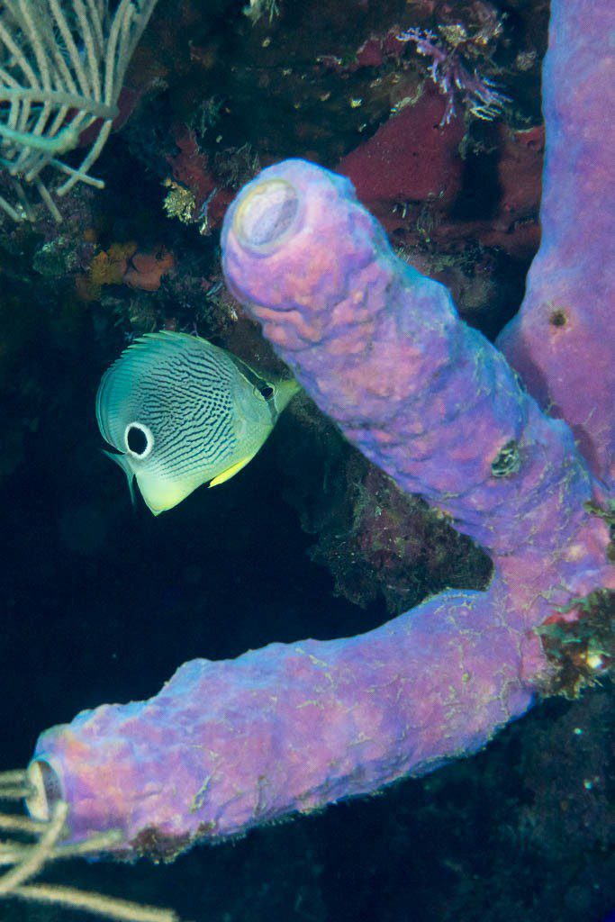 Dot fish with purple anemones