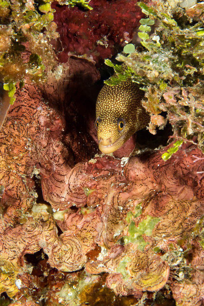 Baby eel