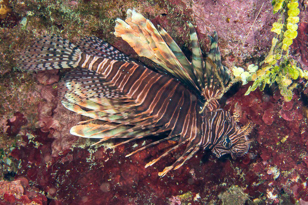 I love lionfish. They're so freaking pretty!