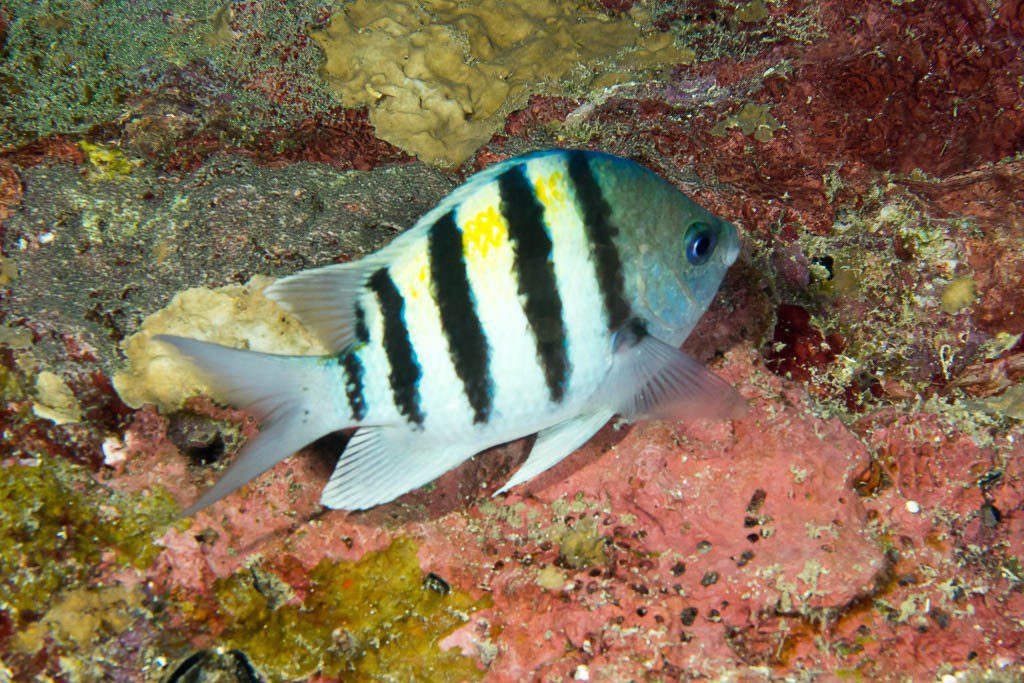 Striped fish