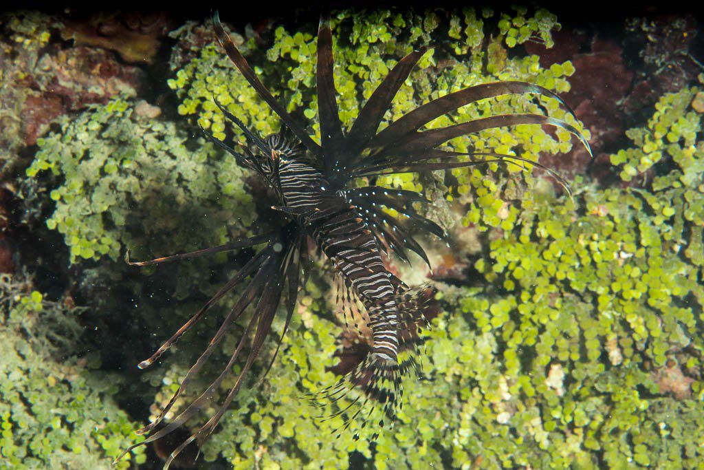 Lionfish