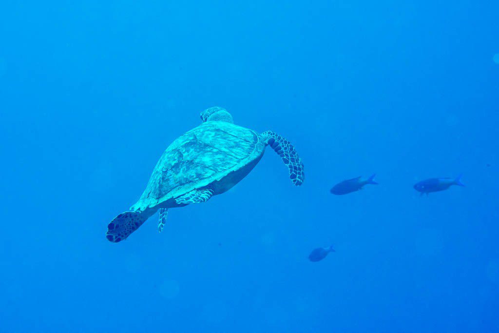 Majestic sea turtle