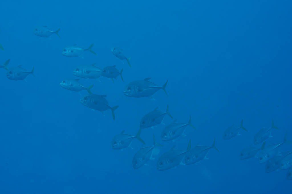 School of fish in the blue