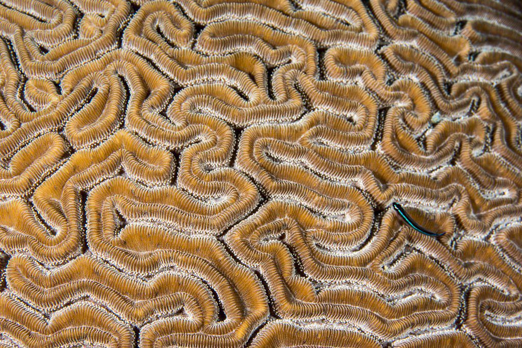 Tiny  blue fish and brain coral