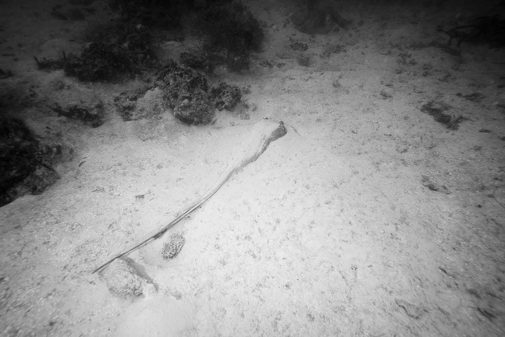 We saw a big stingray hiding in the sand!